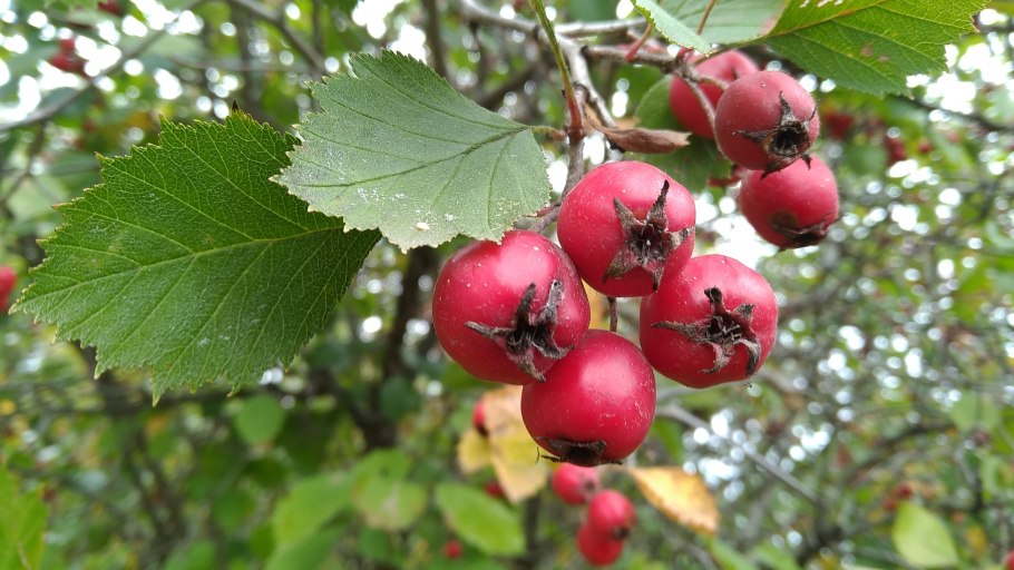 Боярышник колючий - Crataegus oxyacantha