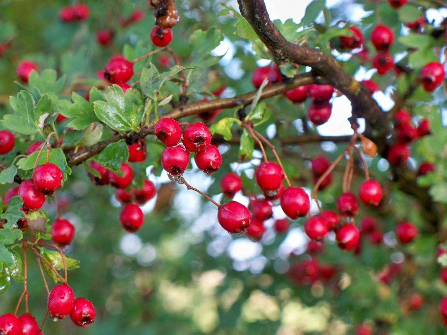 Боярышник Максимовича (Crataegus maximowiczii)