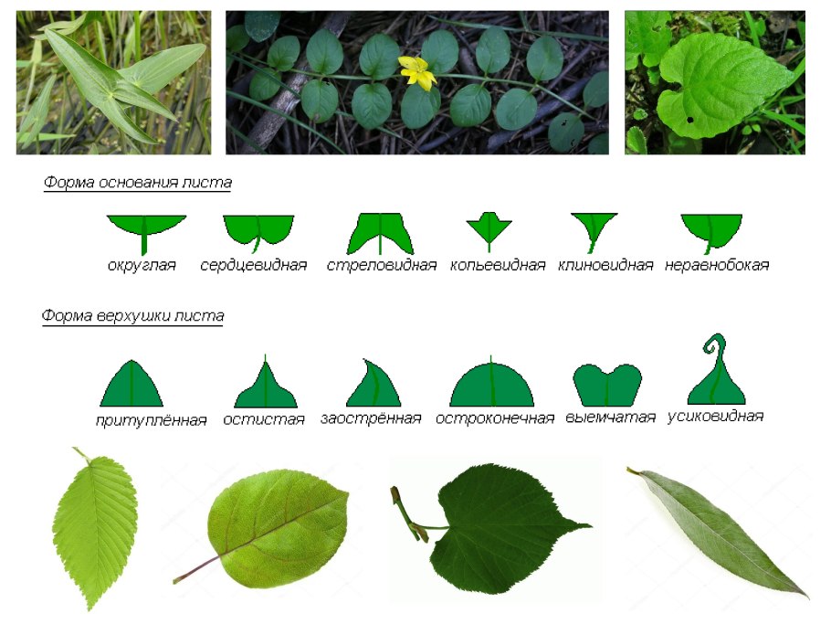 Выемчатое основание листа пример