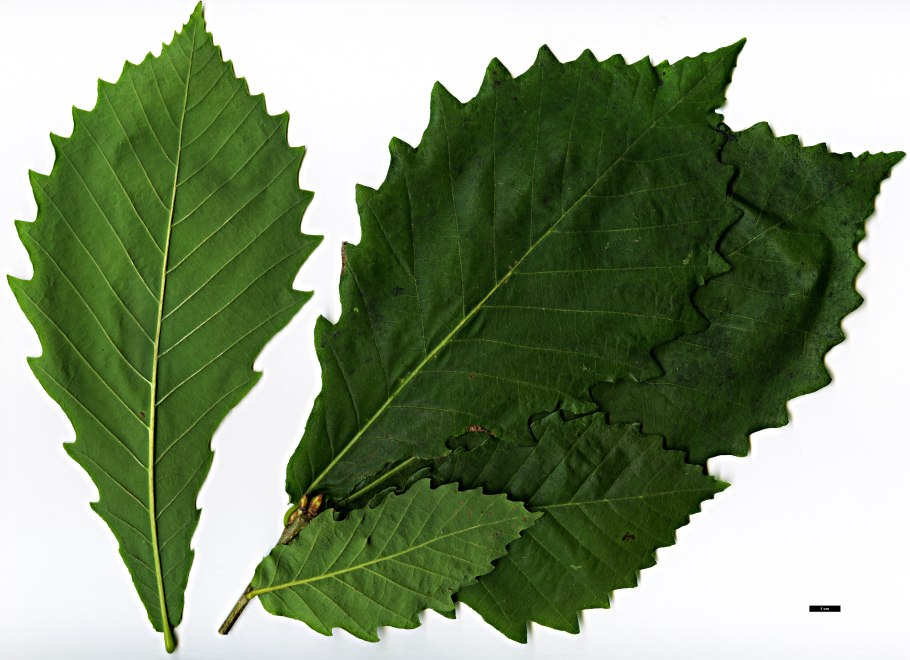 Пильчатый край листа