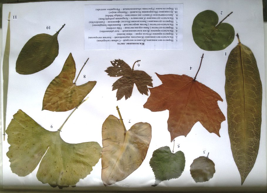 Гербарий жилкование листьев