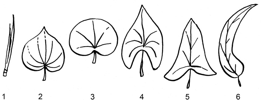 1. Стреловидная форма листовой пластинки