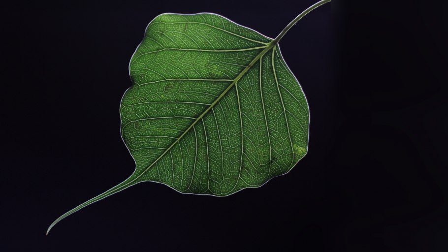 Листок фикуса