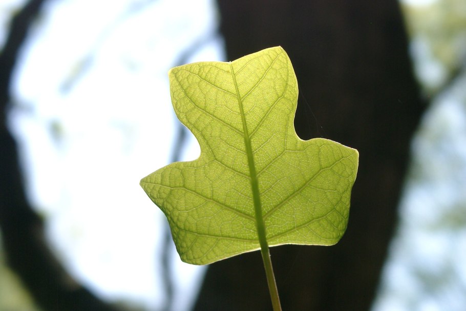 Гинкго билоба лист жилкование