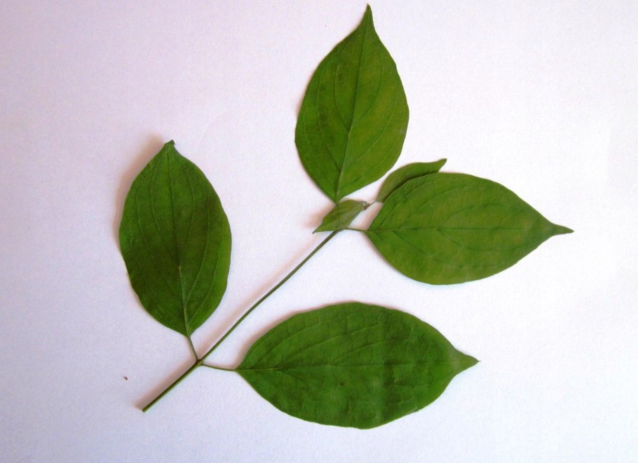 Шалфей лекарственный листья