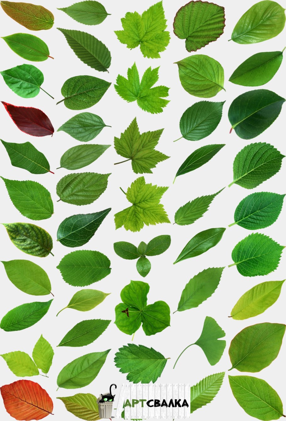 Листочек от дерева