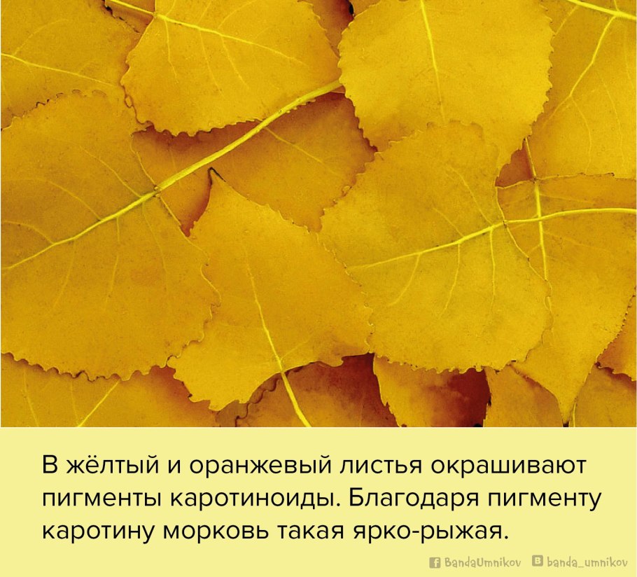 Тополиный лист осенью