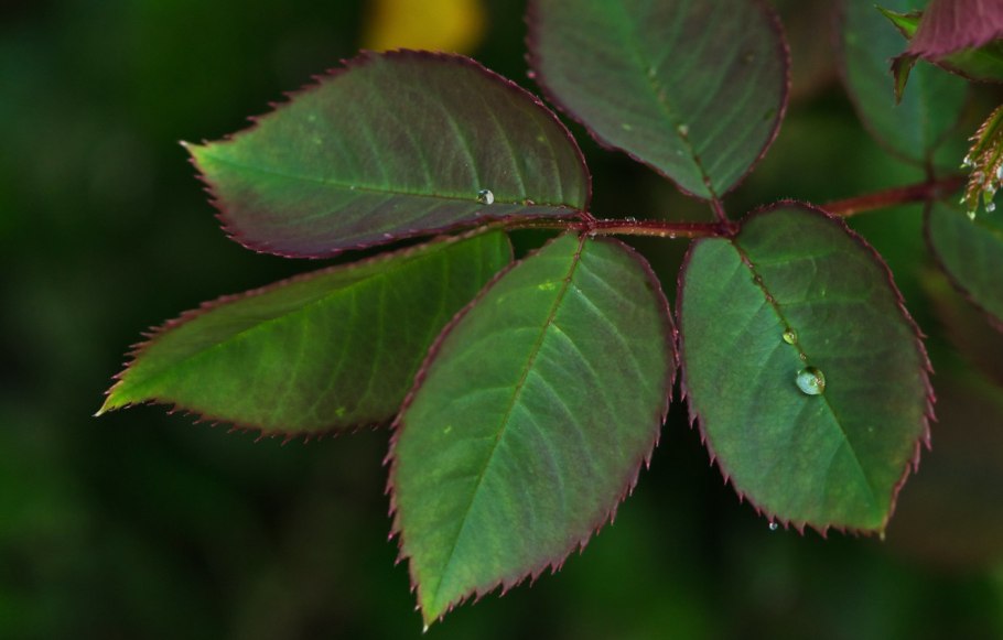 Красивые листья розы