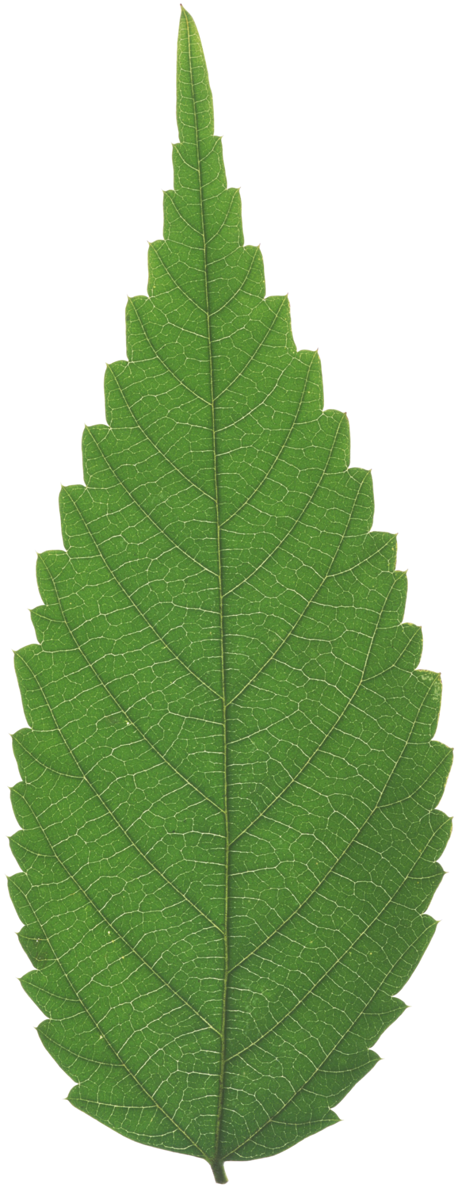 Лист зеленый