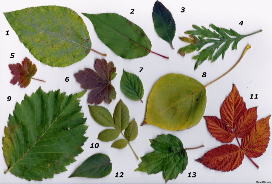 Гербарий лист биология