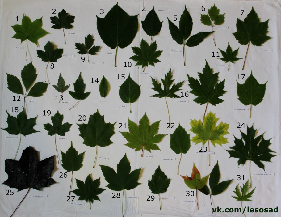 Клен Приречный гербарий