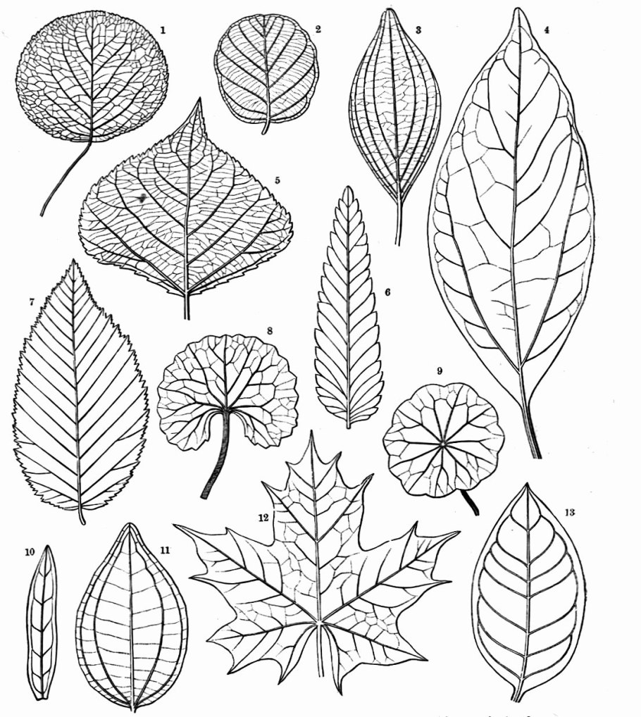 Жилкование каштана