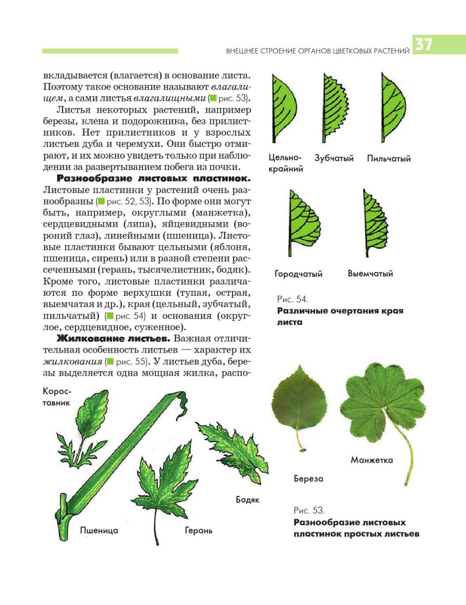 Манжетка Тип жилкования листа