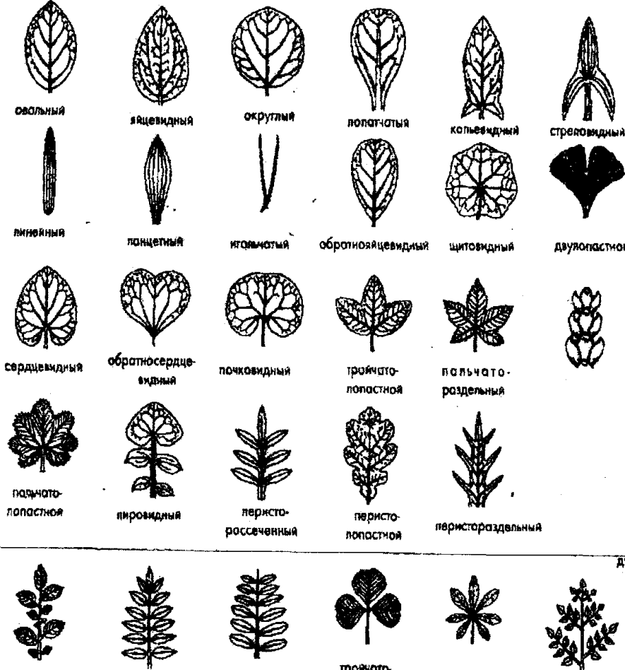 Расчленение листовой пластинки