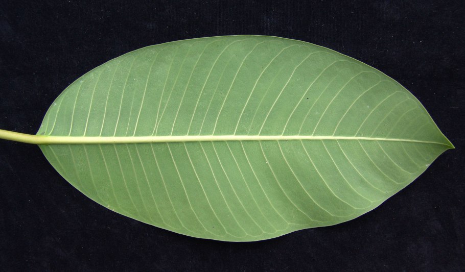 Жилкование листа фикуса Бенджамина
