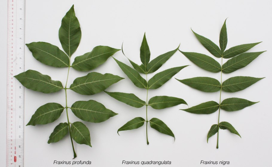 Листья деревьев