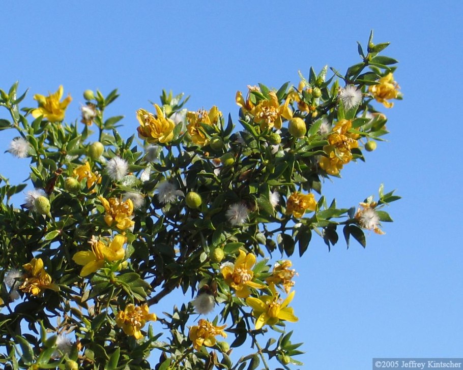 Greasewood Yellow Flower