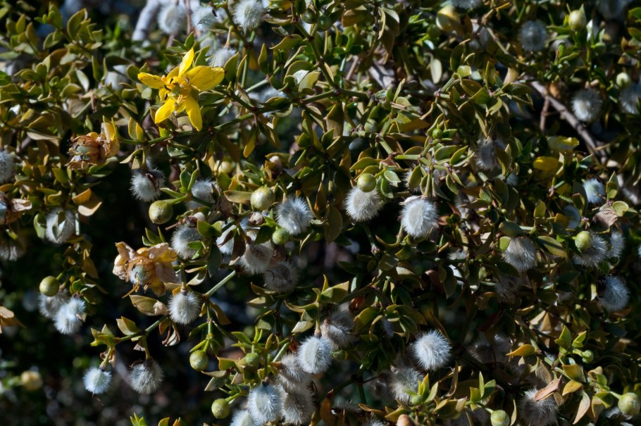 Кусты креозота