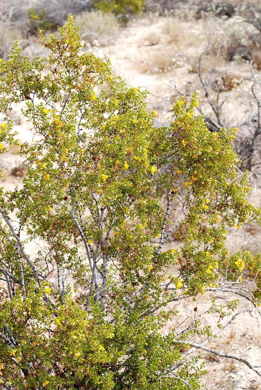 Креозотовый куст larrea tridentata