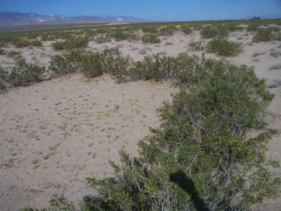 Jarilla растение