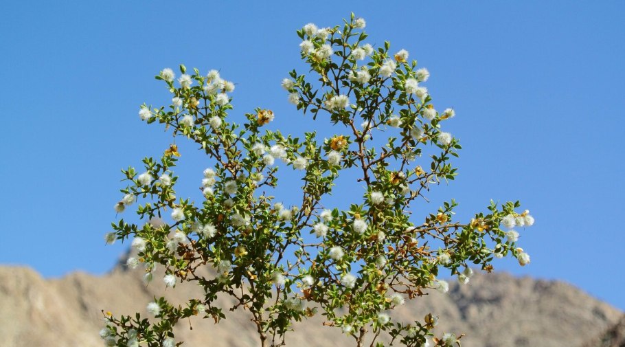 Креозотовый куст