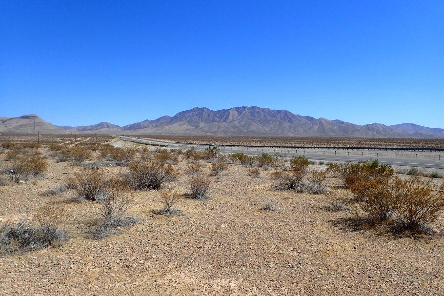 Ларрея трехзубчатая в долине смерти