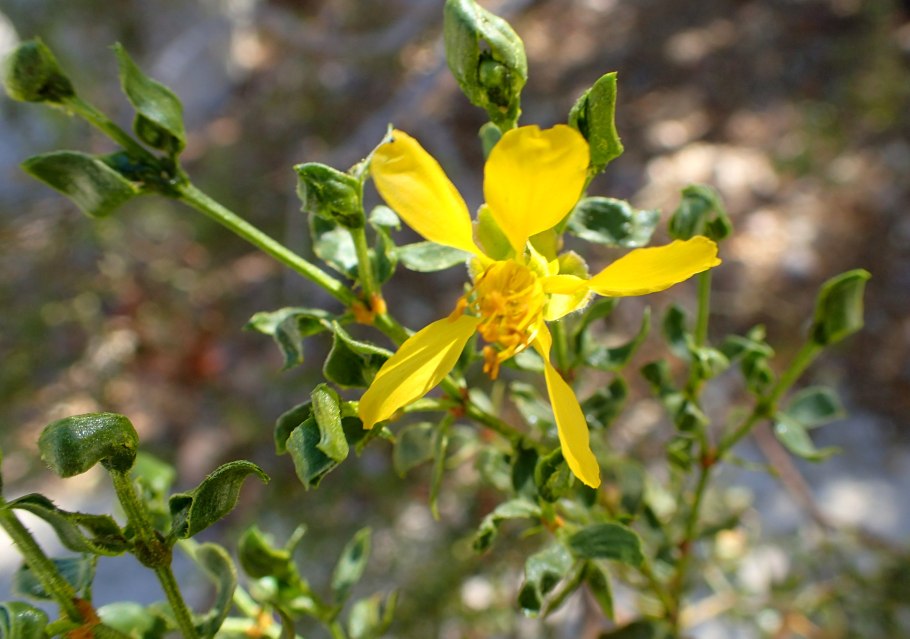 Кусты креозота