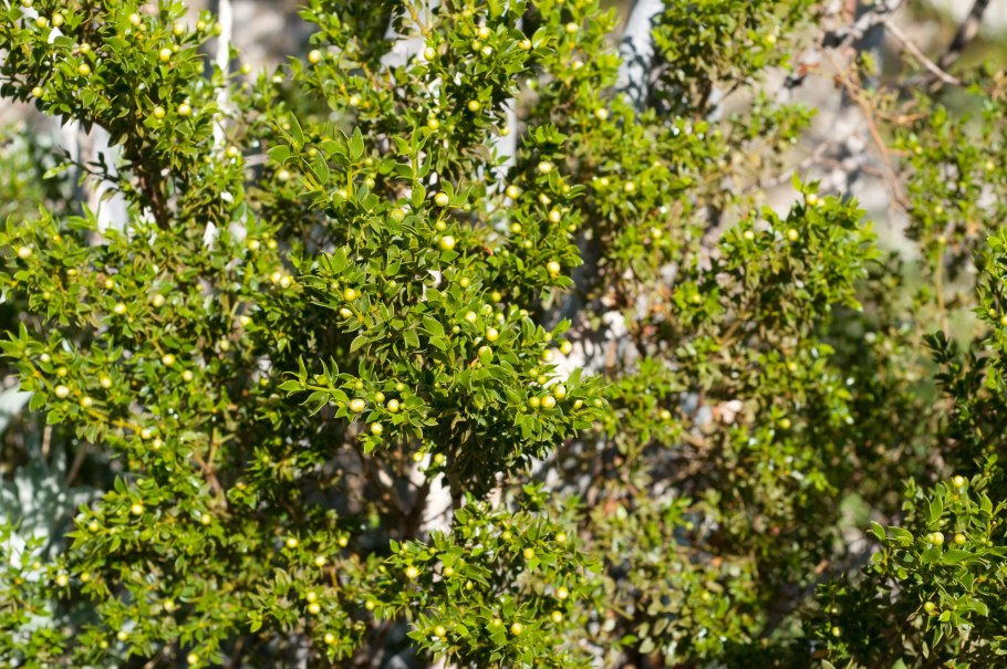 Sibbaldiopsis tridentata