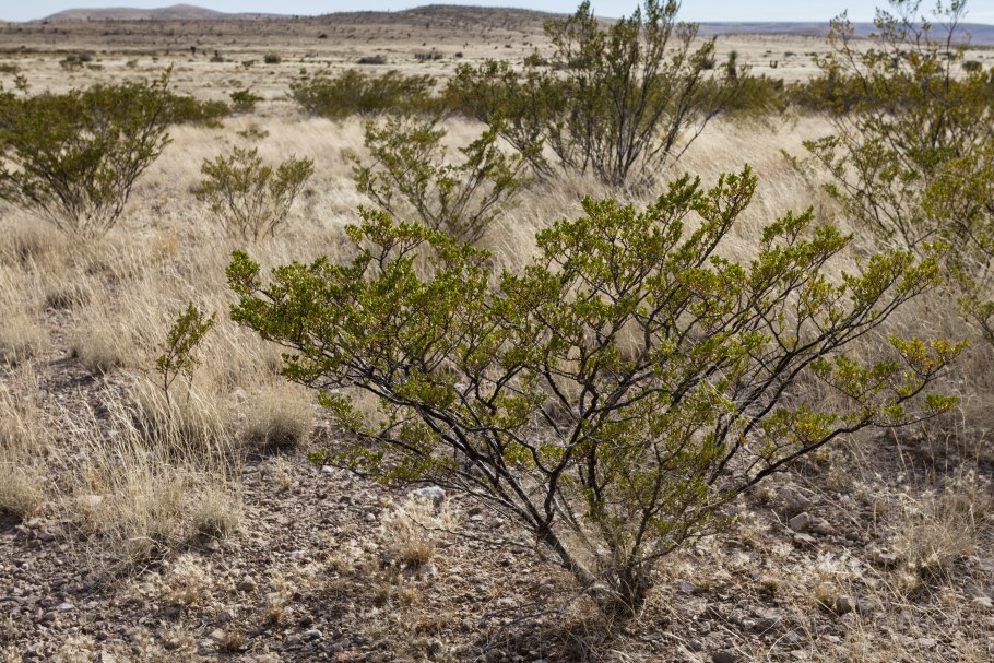 Креозотовый куст в пустыне