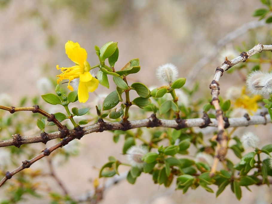 Растение креозот Буш