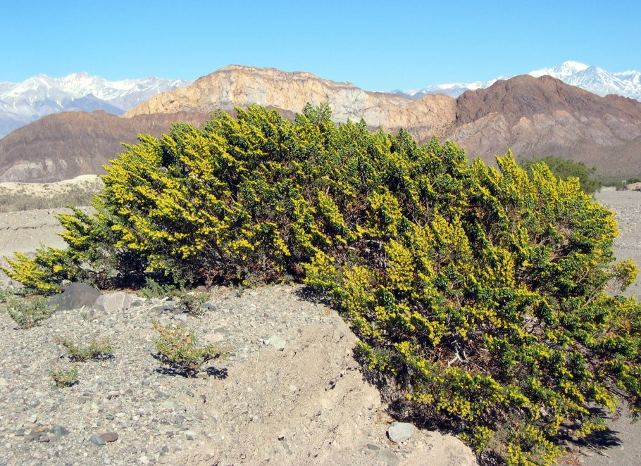 Кусты креозота