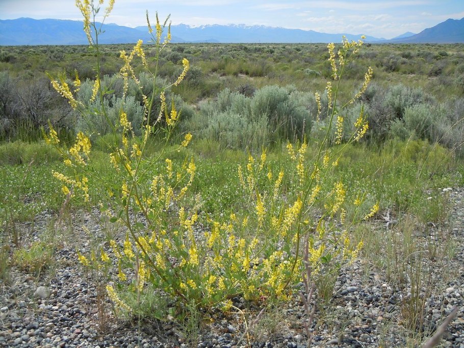 Melilotus officinalis