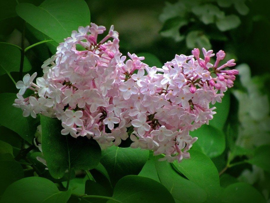 Что такое меристемная сирень