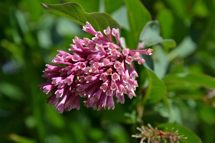 Сирень Саугеана