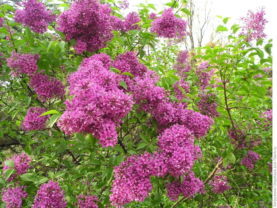 Сирень chinensis Saugeana