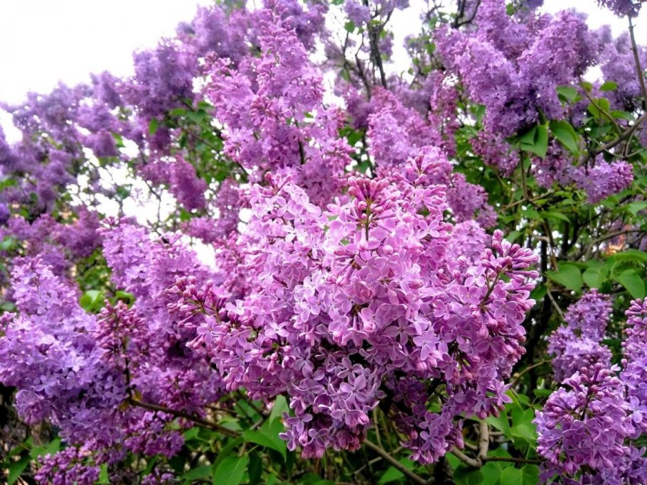 Цветение китайской сирени