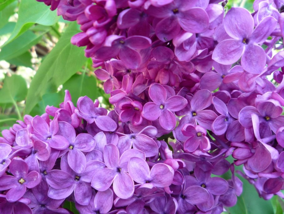 Сирень китайская саугеана