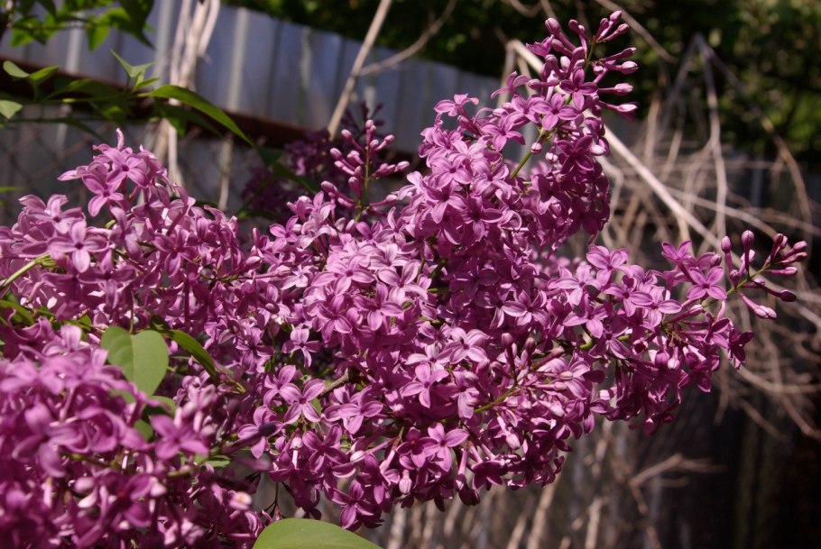 Сирень китайская Соджина