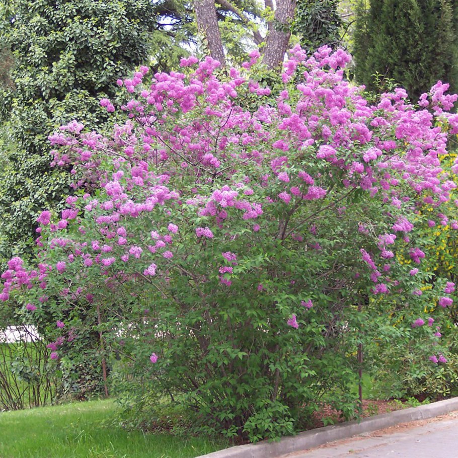 Сирень китайская saugeana