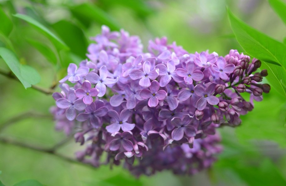 Сирень китайская Соджина