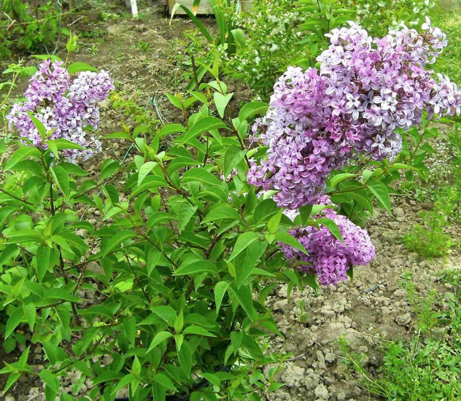 Сирень обыкновенная сенсейшен