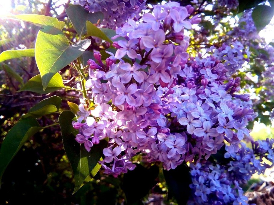 Сирень персидская альба