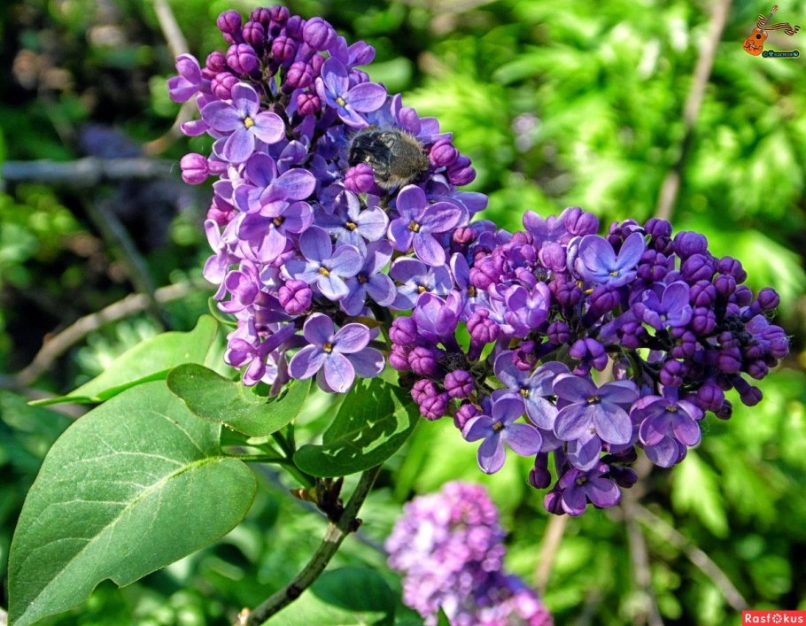 Сирень монтень