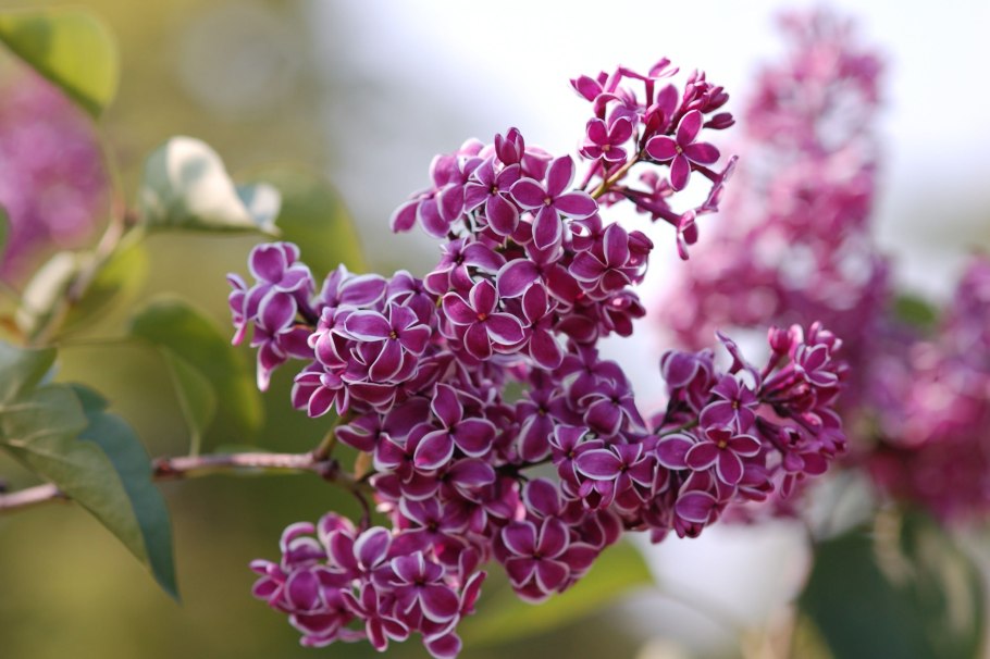 Сирень обыкновенная сенсатион