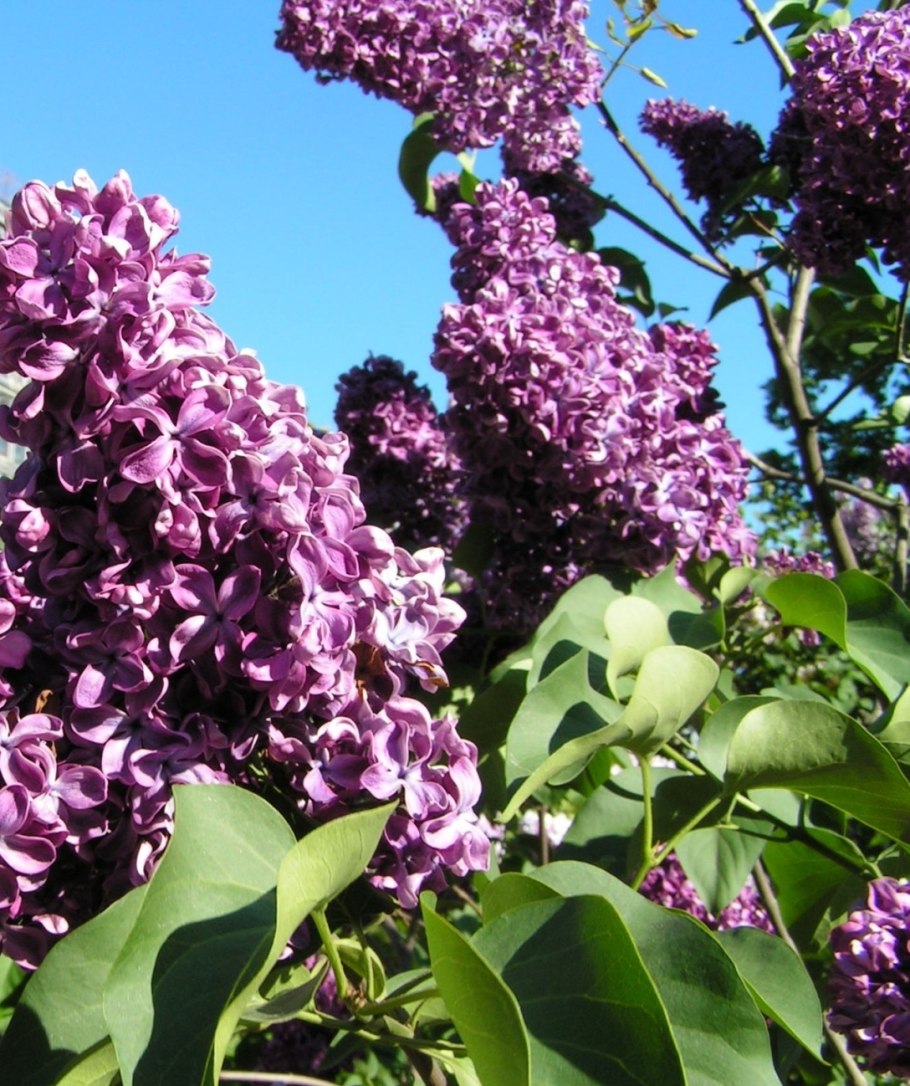 Сирень фрэнк паттерсон