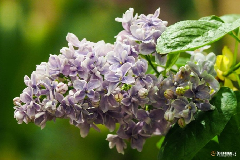 Китайская сирень дерево