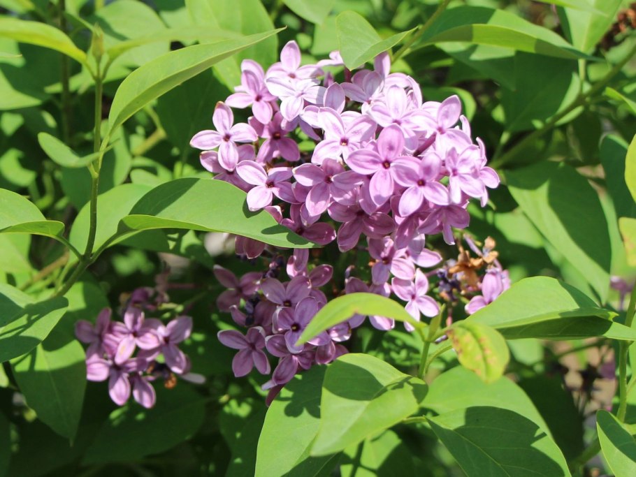 Сирень китайская Lilac Sunday