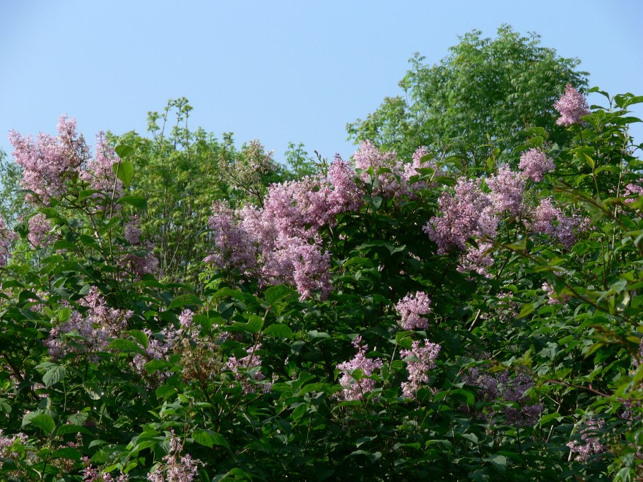 Сирень китайская (syringa chinensis)