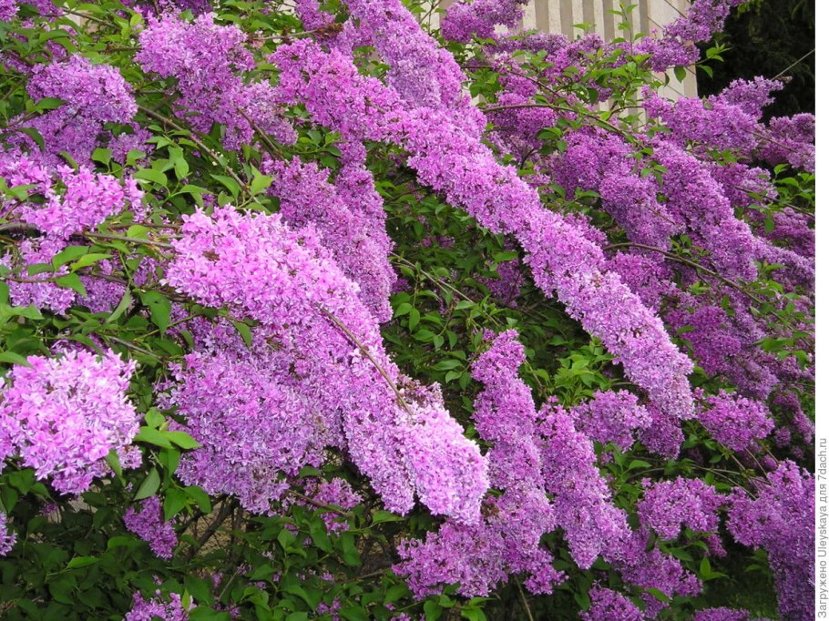 Цветет сирень