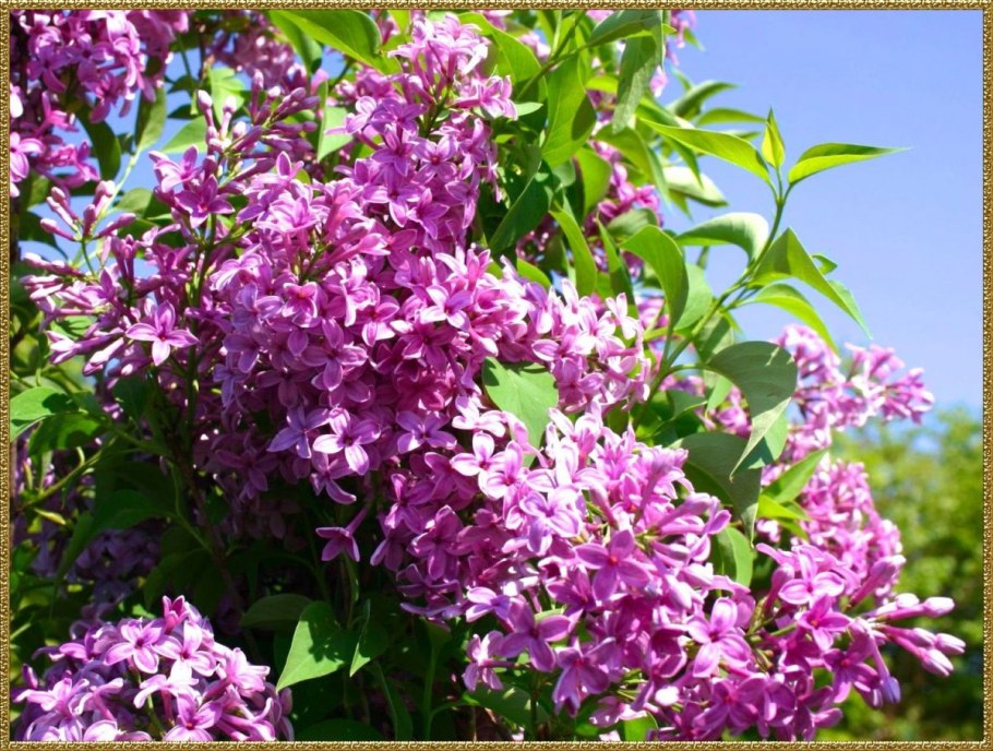 Китайская сирень фото